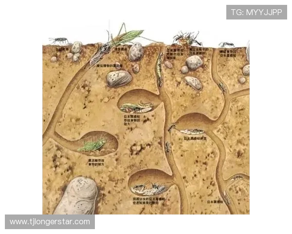 布莱克尼的神秘探险之旅揭示了未知世界的奇妙与惊喜